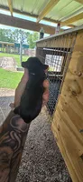 Pocket Male#2, a male Beagle for sale in Jamesville, NC – 5 of 10