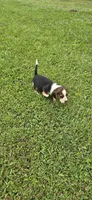  Ch. Show Bloodline Pocket beagle Male #1, a male Beagle for sale in Jamesville, NC – 3 of 9