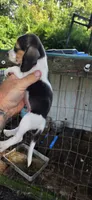 Pocket Female #1, a female Beagle for sale in Jamesville, NC – 4 of 9