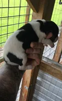 Standard Female #2, a female Beagle for sale in Jamesville, NC – 6 of 10