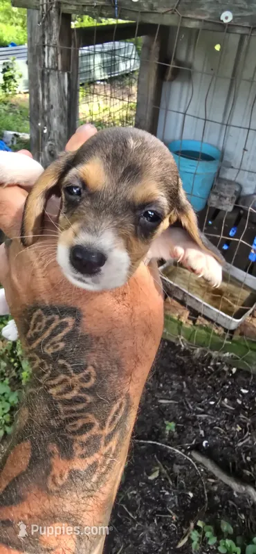 Female #3 – Beagle puppy for sale in Jamesville, NC