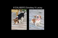 Litter 2 Pocket Male#1, a male Beagle for sale in Jamesville, NC – 9 of 9