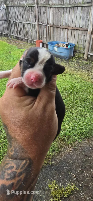 Litter two pocket Female #2 – Beagle puppy for sale in Jamesville, NC