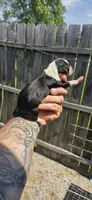 Litter two Pocket Male #5, a male Beagle for sale in Jamesville, NC – 3 of 10