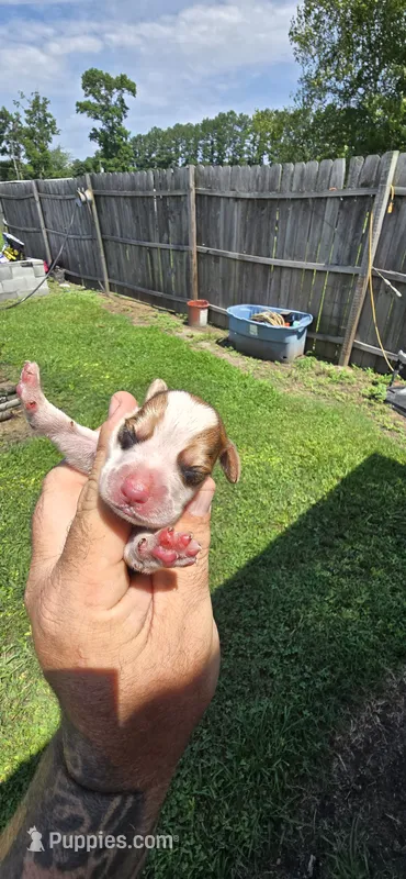 Litter 1 Pocket Male#2 – Beagle puppy for sale in Jamesville, NC