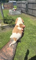Ch. Show bloodline Pocket female #1, a female Beagle for sale in Jamesville, NC – 2 of 10