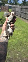 Ch. Show bloodline Pocket female #1, a female Beagle for sale in Jamesville, NC – 8 of 9