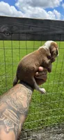 Litter 1 Ch. Bloodline Pocket beagle Male#1, a male Beagle for sale in Jamesville, NC – 6 of 10