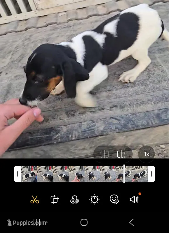 Registered standard male #2