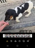 Registered standard male #2, a male Beagle for sale in Jamesville, NC – Photo 1 of 3