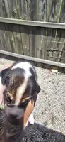 Litter 2 Ch. Bloodline Pocket beagle Male#3, a male Beagle for sale in Jamesville, NC – 5 of 10