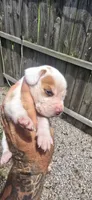 Litter 2 Ch. Bloodline Pocket beagle Male#2, a male Beagle for sale in Jamesville, NC – 3 of 10