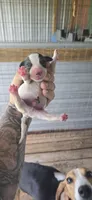 Litter two Male #1, a male Beagle for sale in Jamesville, NC – 3 of 9