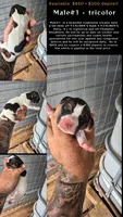 Male #1, a male Beagle for sale in Jamesville, NC – 2 of 9
