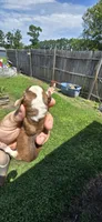 Litter 1 Pocket Male#1, a male Beagle for sale in Jamesville, NC – 7 of 9