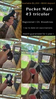 Pocket Male#3, a male Beagle for sale in Jamesville, NC – 8 of 10