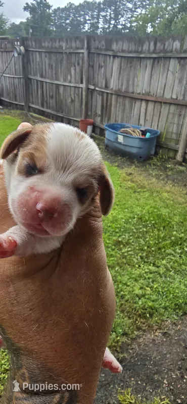 Litter 2 Pocket Male#1 – Beagle puppy for sale in Jamesville, NC