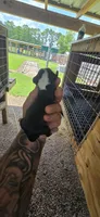 Pocket Male#3, a male Beagle for sale in Jamesville, NC – 2 of 10