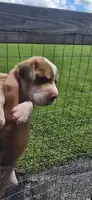 Litter 1 Ch. Bloodline Pocket beagle Male#1, a male Beagle for sale in Jamesville, NC – 2 of 10