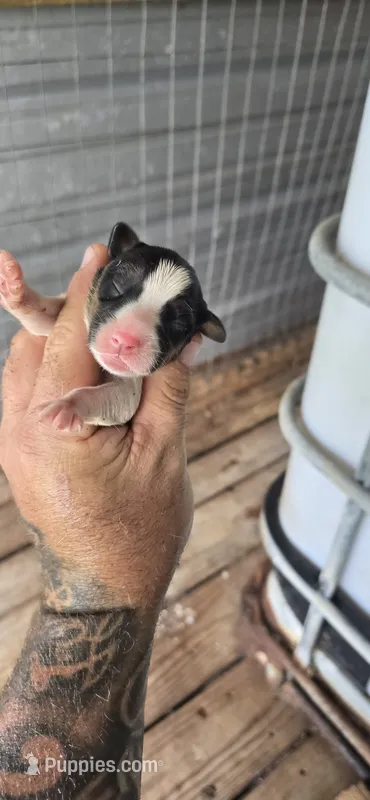 Litter two Male #3 – Beagle puppy for sale in Jamesville, NC