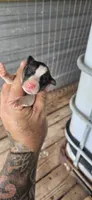 Litter two Male #3, a male Beagle for sale in Jamesville, NC – 1 of 8