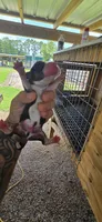 Pocket Male#3, a male Beagle for sale in Jamesville, NC – 6 of 10