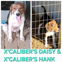 Male #1, a male Beagle for sale in Jamesville, NC – 3 of 9