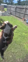 Ch. Show bloodline Pocket female #1, a female Beagle for sale in Jamesville, NC – 2 of 9