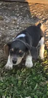 Blue Female pocket , a female Beagle for sale in Jamesville, NC – 2 of 9