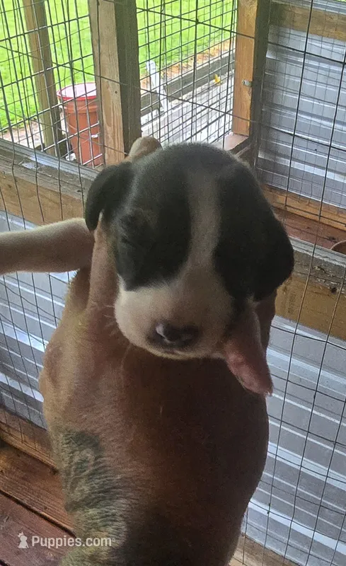 Standard Female#1 – Beagle puppy for sale in Jamesville, NC