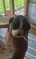 Standard Female#1, a female Beagle for sale in Jamesville, NC – 1 of 10