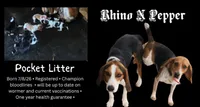 Pocket Male#2, a male Beagle for sale in Jamesville, NC – 9 of 10