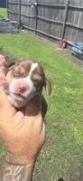 Ch. Show bloodline Pocket female #3, a female Beagle for sale in Jamesville, NC – 5 of 10