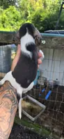 Pocket Female #1, a female Beagle for sale in Jamesville, NC – 6 of 9