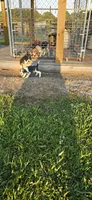 Blue Male pocket, a male Beagle for sale in Jamesville, NC – 8 of 9