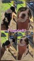 Ch. Pocket beagle Female A, a female Beagle for sale in Jamesville, NC – Photo 10 of 10