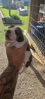 Ch. Pocket beagle Female A, a female Beagle for sale in Jamesville, NC – Photo 2 of 10