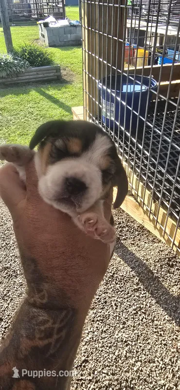 Ch. Pocket beagle Female A