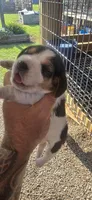 Ch. Pocket beagle Female A, a female Beagle for sale in Jamesville, NC – Photo 6 of 10