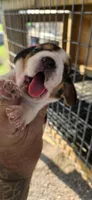 Ch. Pocket beagle Female A, a female Beagle for sale in Jamesville, NC – Photo 5 of 10