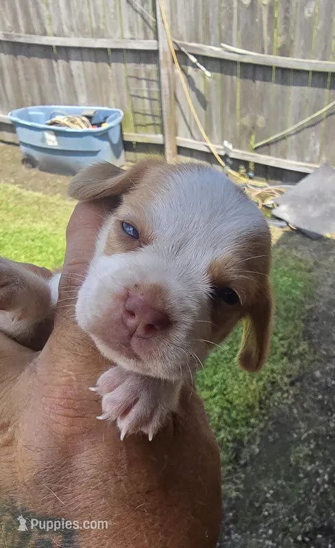 Ch. Show bloodline Pocket female #4 – Beagle puppy for sale in Jamesville, NC