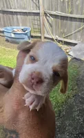 Ch. Show bloodline Pocket female #1, a female Beagle for sale in Jamesville, NC – 1 of 10
