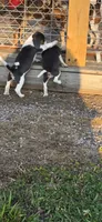 Blue Male pocket, a male Beagle for sale in Jamesville, NC – 6 of 9