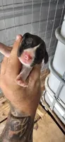 Female #3, a female Beagle for sale in Jamesville, NC – 1 of 9