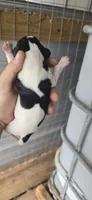 Female #1, a female Beagle for sale in Jamesville, NC – 4 of 8