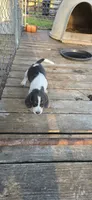 Blue Male pocket, a male Beagle for sale in Jamesville, NC – 9 of 9