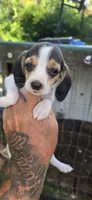 Pocket Female #1, a female Beagle for sale in Jamesville, NC – 8 of 9