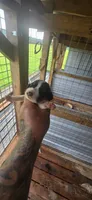 Standard Female#1, a female Beagle for sale in Jamesville, NC – 9 of 10