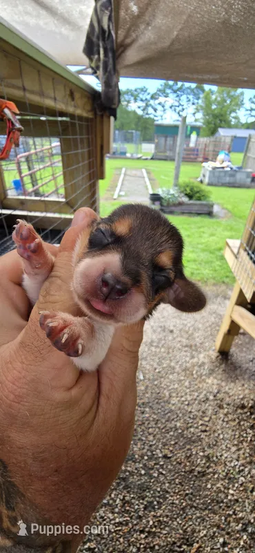 Ch. Bloodline pocket Female #3, a female Beagle for sale in Jamesville, NC – Photo 1 of 10