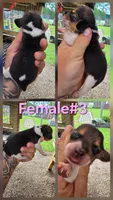 Ch. Bloodline pocket Female #3, a female Beagle for sale in Jamesville, NC – Photo 10 of 10